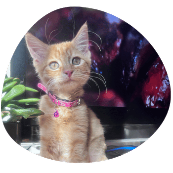 Georgie the ginger cat sitting proudly